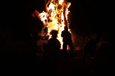 Tree Burn in the Forest