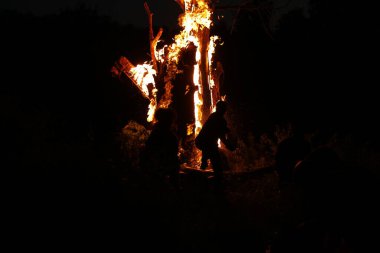 Tree Burn in the Forest