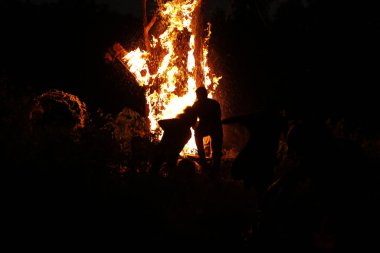 Tree Burn in the Forest