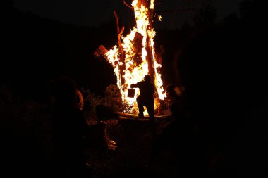 Tree Burn in the Forest