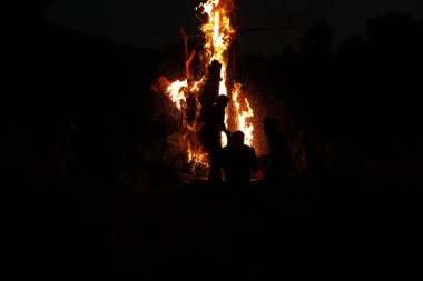 Ormanda Ağaç Yanması