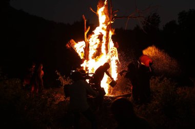 Tree Burn in the Forest