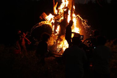 Tree Burn in the Forest