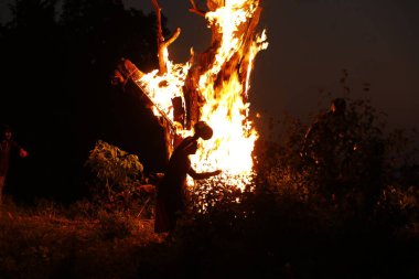 Tree Burn in the Forest