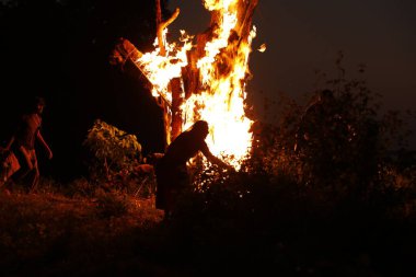 Tree Burn in the Forest