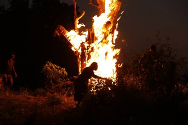 Tree Burn in the Forest