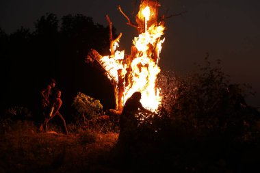 Tree Burn in the Forest