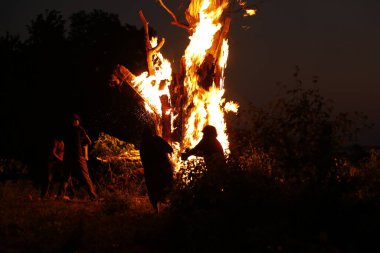 Tree Burn in the Forest