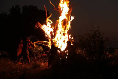 Tree Burn in the Forest