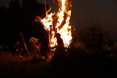 Tree Burn in the Forest