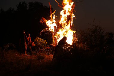 Tree Burn in the Forest