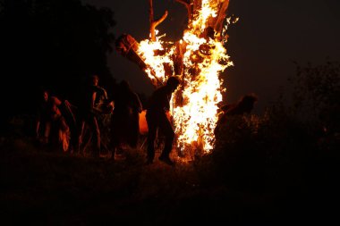 Tree Burn in the Forest