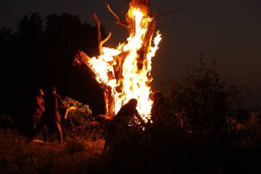 Tree Burn in the Forest