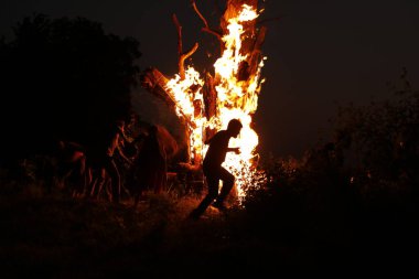 Tree Burn in the Forest