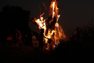 Tree Burn in the Forest