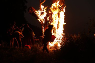 Tree Burn in the Forest