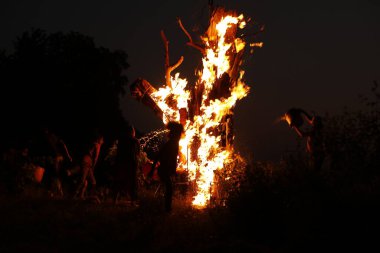 Tree Burn in the Forest