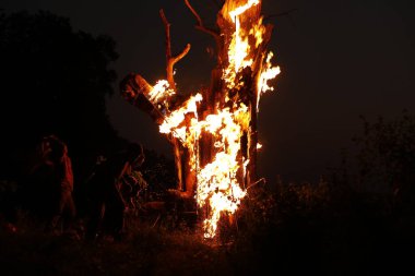 Ormanda Ağaç Yanması