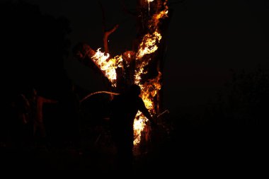 Ormanda Ağaç Yanması