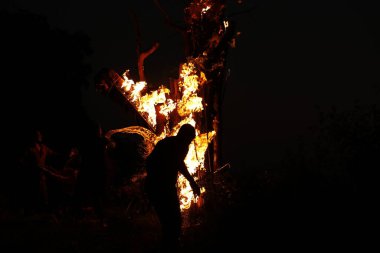 Tree Burn in the Forest