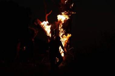 Tree Burn in the Forest