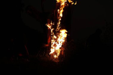 Ormanda Ağaç Yanması