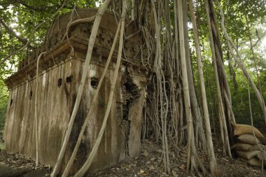 Şifalı bitkiler duvarda kök salar.