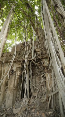 Şifalı bitkiler duvarda kök salar.