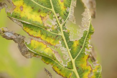 Ağaçtaki hasarlı yeşil yaprak