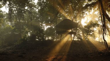 Hint Ormanı 'nda ağaçların silueti