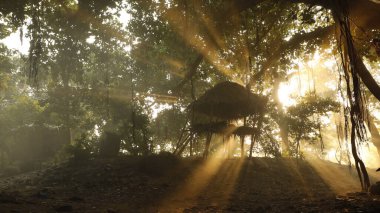 Hint Ormanı 'nda ağaçların silueti