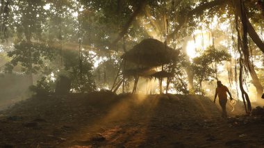 Hint Ormanı 'nda ağaçların silueti