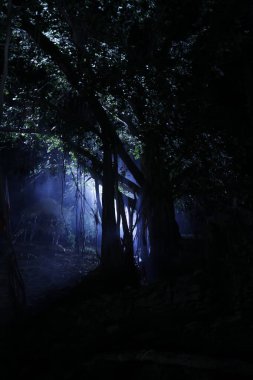 Hint Ormanı 'nda ağaçların silueti