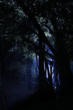 Hint Ormanı 'nda ağaçların silueti