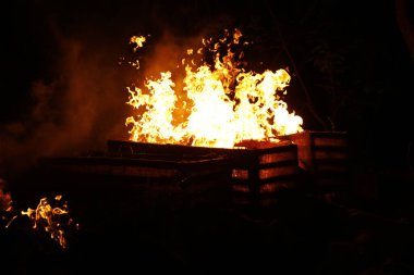 Tree Burn in the Forest