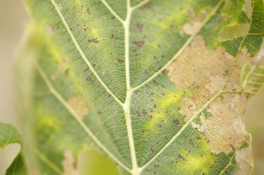 Ağaçtaki hasarlı yeşil yaprak
