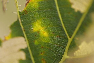 Ağaçtaki hasarlı yeşil yaprak