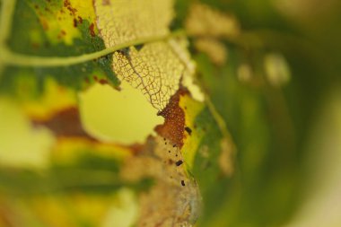 Ağaçtaki hasarlı yeşil yaprak