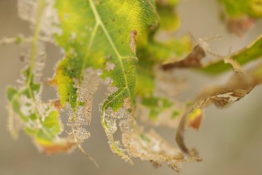 Ağaçtaki hasarlı yeşil yaprak