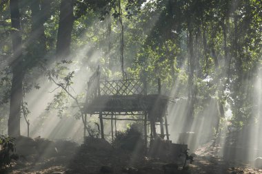 Ormanda Uyuşturucular