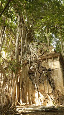 Şifalı bitkiler duvarda kök salar.