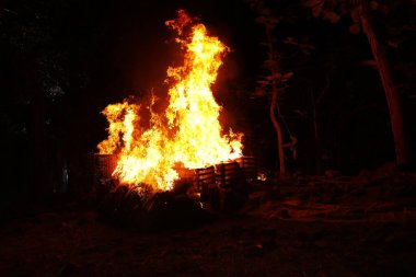 Drugs Burning in the Forest