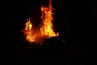 Drugs Burning in the Forest
