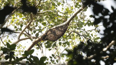 Arıları büyük sürüsü içinde