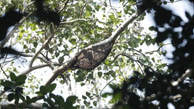 Arıları büyük sürüsü içinde
