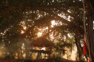 Hint Ormanı 'nda ağaçların silueti