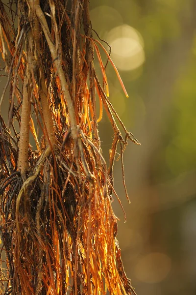 Medicated Plant Roots Macro Shot — Fotografia de Stock