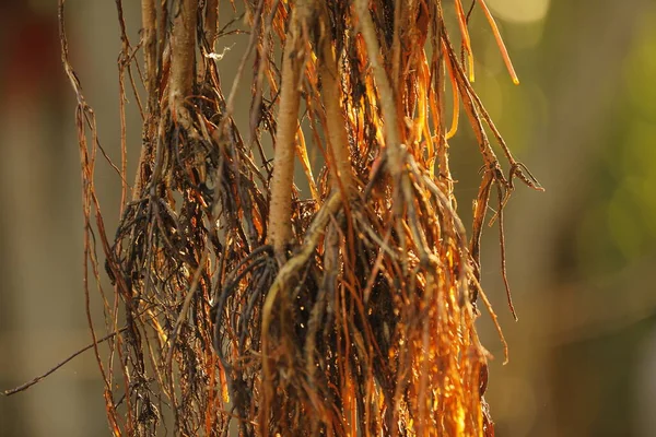 Medicated Plant Roots Macro Shot — Stockfoto