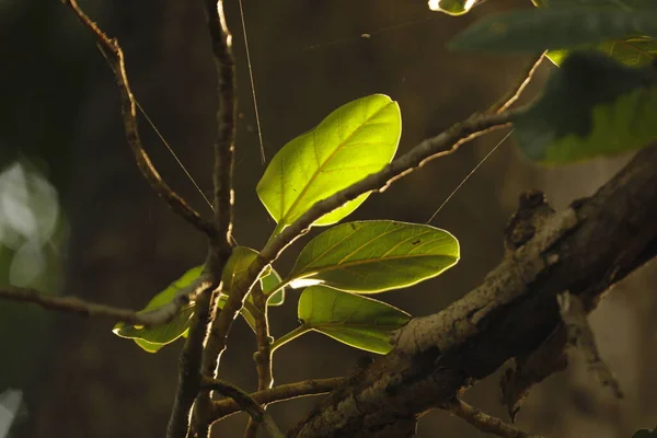 Indian Medicated Plant Leaf — Stock Fotó