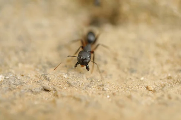 Formigas Negras Constroem Casa Solo Seco Deserto — Fotografia de Stock